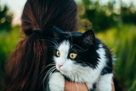 Image d'un chat blanc et noir aux yeux jaunes sur les épaules de sa maitresse