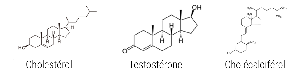Structure chimique du cholestérol et de 2 dérivés : la testostérone et le cholécalciférol
