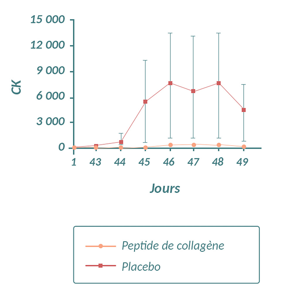 Graphique représentant l'élévation du taux de créatine kinase en cas de supplémentation en collagène ou de prise d'un placebo. 