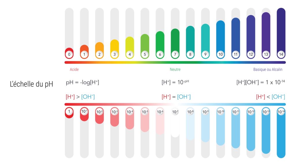 Schéma représentant la concentration en ions H+ par rapport aux ions HO- et sa relation avec le pH.
À gauche de l’échelle, on retrouve un pH bas proche de 0 avec une couleur rouge. Le pH augmentant de 0 à 7 en passant d’une couleur orange foncé pour 1, orange pour 2, orange claire pour 3, jaune pour 4, vert clair pour 5, vert pour 6 et vert foncé pour 7. Le pH acide correspond à une concentration en ions H+ > aux ions HO-, le pH neutre correspond à une concentration équivalente et le pH basique a une concentration en ions H+ < aux ions HO-. Le pH alcalin représenté par les indices de 8 à 14 est de couleur vert bleu foncé pour le 8, vert bleu pour le 9, bleu clair pour le 10, bleu pour le 11, bleu foncé pour le 12, violet pour le 13 et violet foncé pour le 14. 