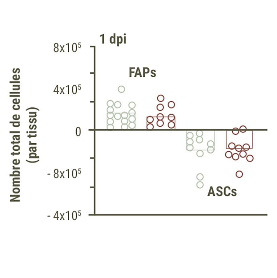 graphique montrant l'augmentation de la quantité de FAP dans le muscle et la diminution simultanée de la quantité d’ASC dans la graisse