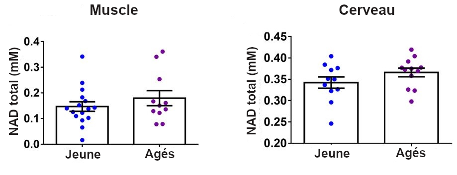 Graphique représentant les taux de NAD dans le muscle et le cerveau chez des sujets jeunes ou âgés. 