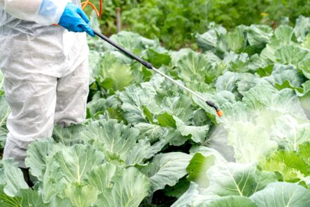 Une personne portant un habit de protection et des gants pulvérise des pesticides sur une culture.