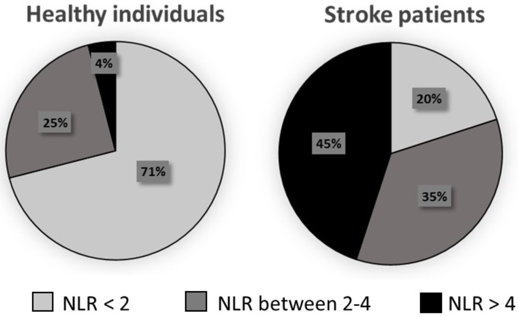 Graphique montrant les pourcentages de personnes en bonne santé et de patients victimes d'AVC dans les différentes plages du ratio neutrophiles/lymphocytes (RNL). 