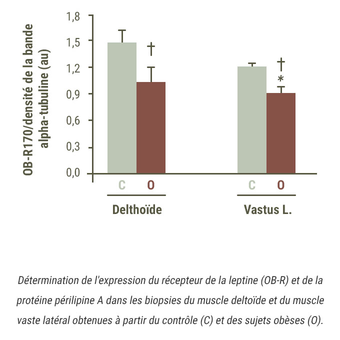 graphique montrant que l'expression du récepteur à la leptine  est réduite dans les muscles en cas d'obésité.