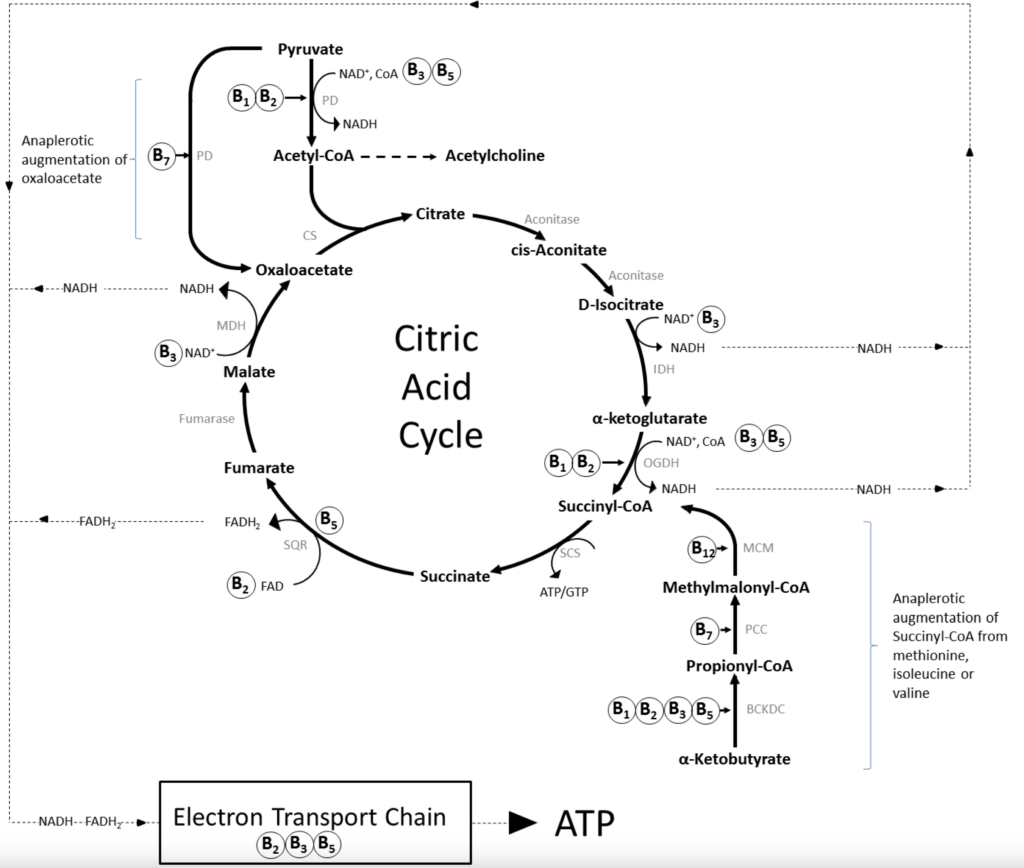 Schéma dévrivant le cycle de Krebs et l'implication des vitamines du groupe B dans la production d'énergie.