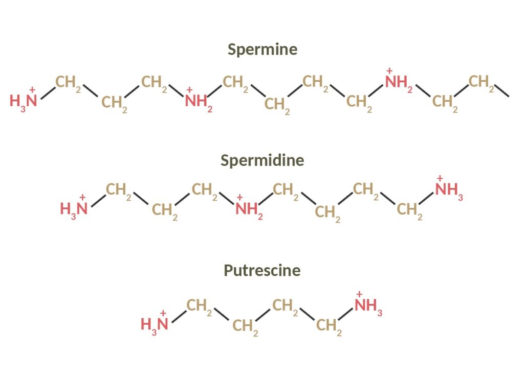 Représentation de la structure chimique de la spermine, spermidine et putrescine.