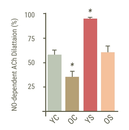 Graphique représentant l'effet de la supplémentation en spermidine sur les capacités de dilatation des vaisseaux sanguins chez des souris jeunes ou âgées.