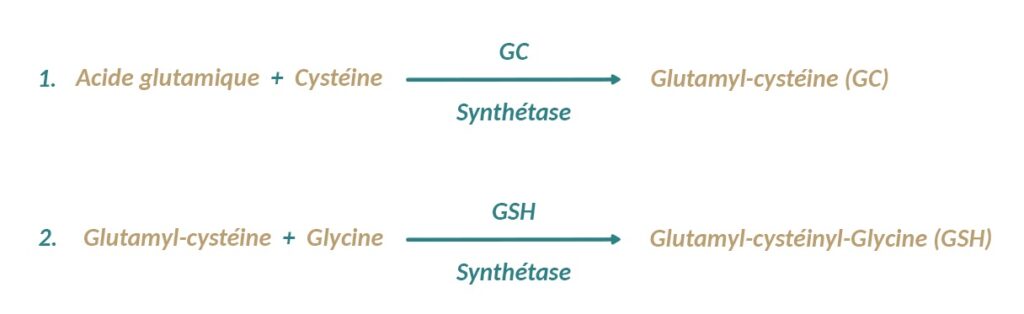 Schéma présentant les deux étapes pour la synth-se du glutathion à partie de cystéine, acide glutamique et glycine.