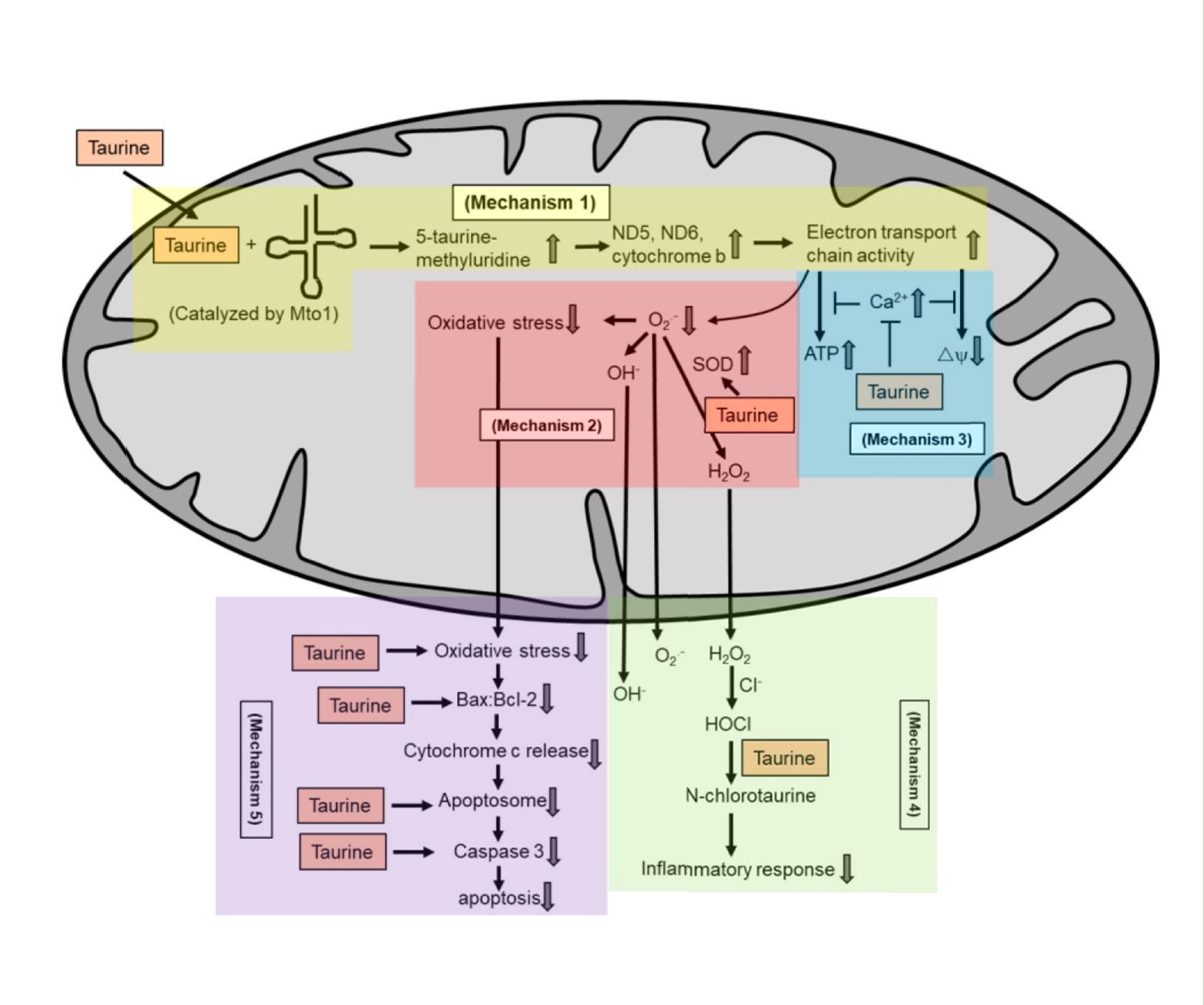Schéma représentant les différentes actions protectrices de la taurine sur les mitochondries.