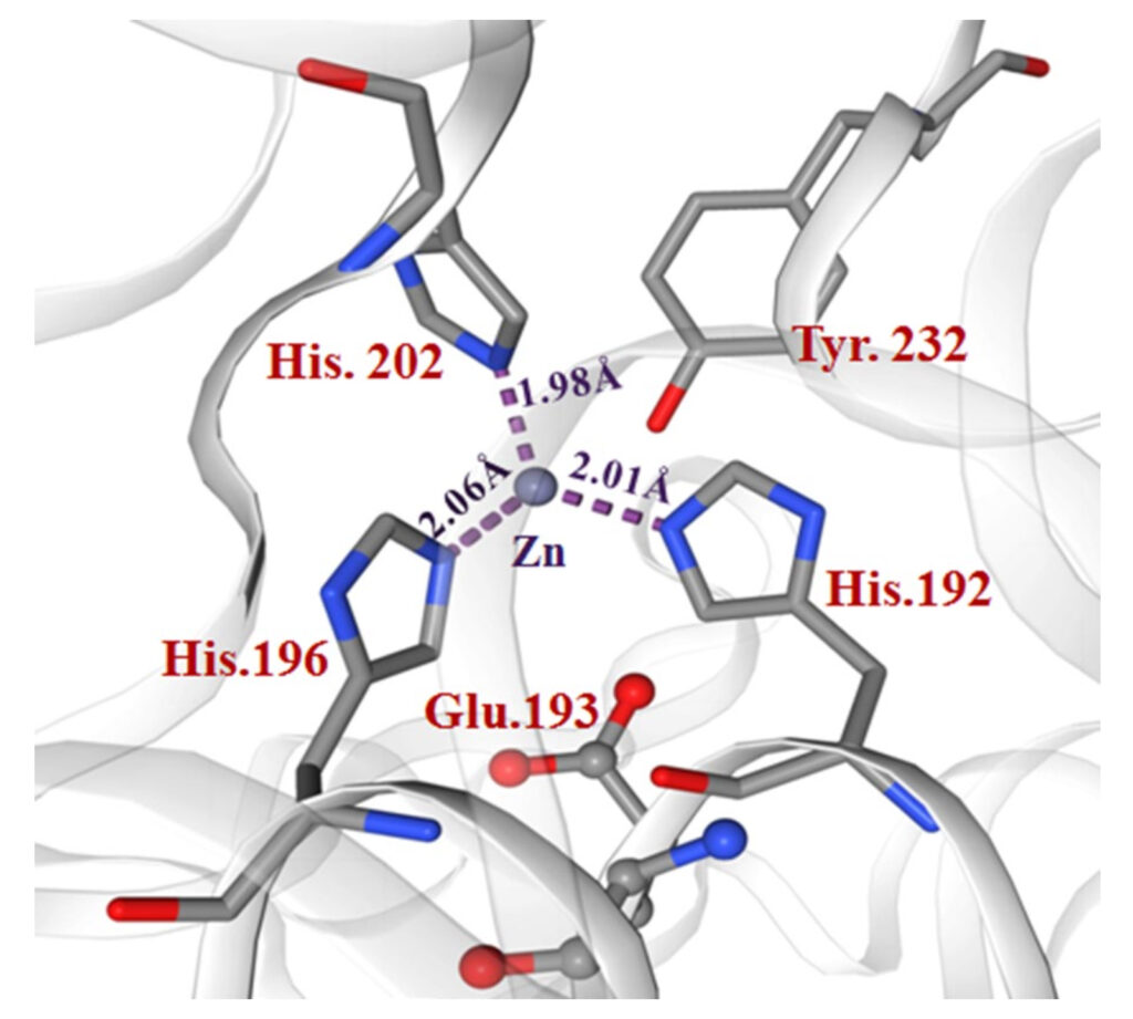 Vue intérieur de la molécule de serrapeptase où l'on voit le coeur du site actif représenté par un atome de zinc de couleur violette lié à 3 molécules d'histidine .