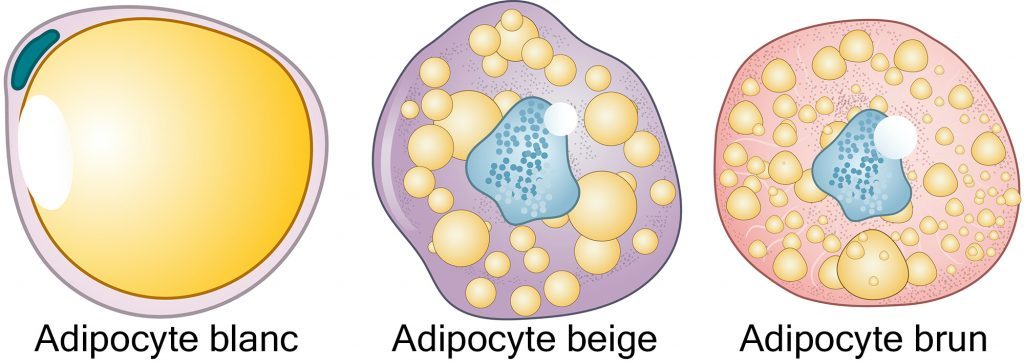 Les cellules graisseuses existent sous différentes formes : les adipocytes blancs, beiges et bruns