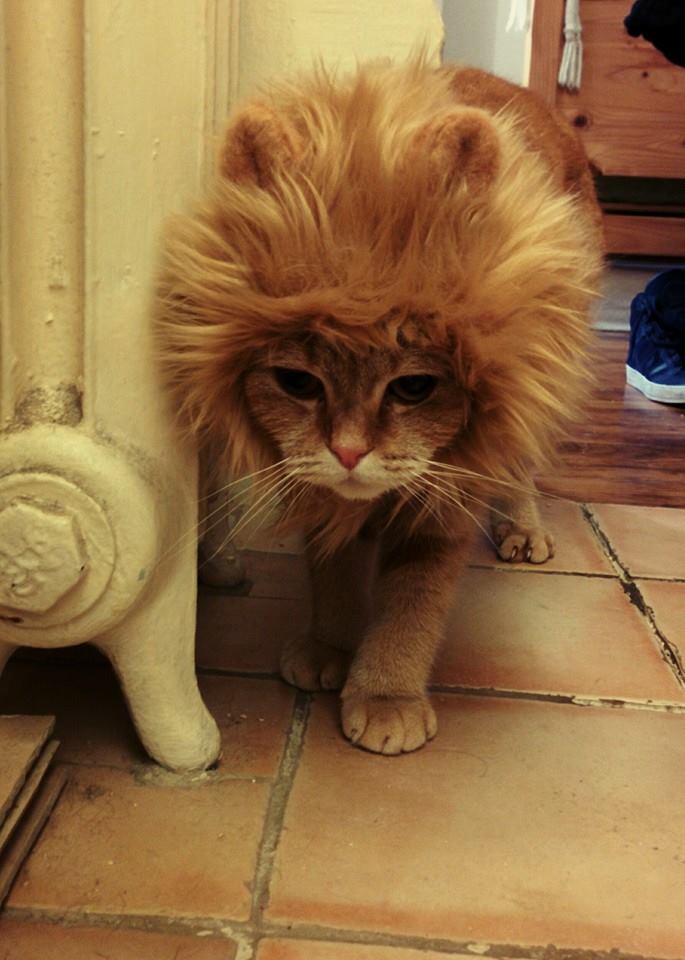 chat scottish fold déguisé en lion