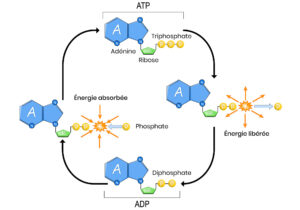 dessin du cycle ATP / ADP