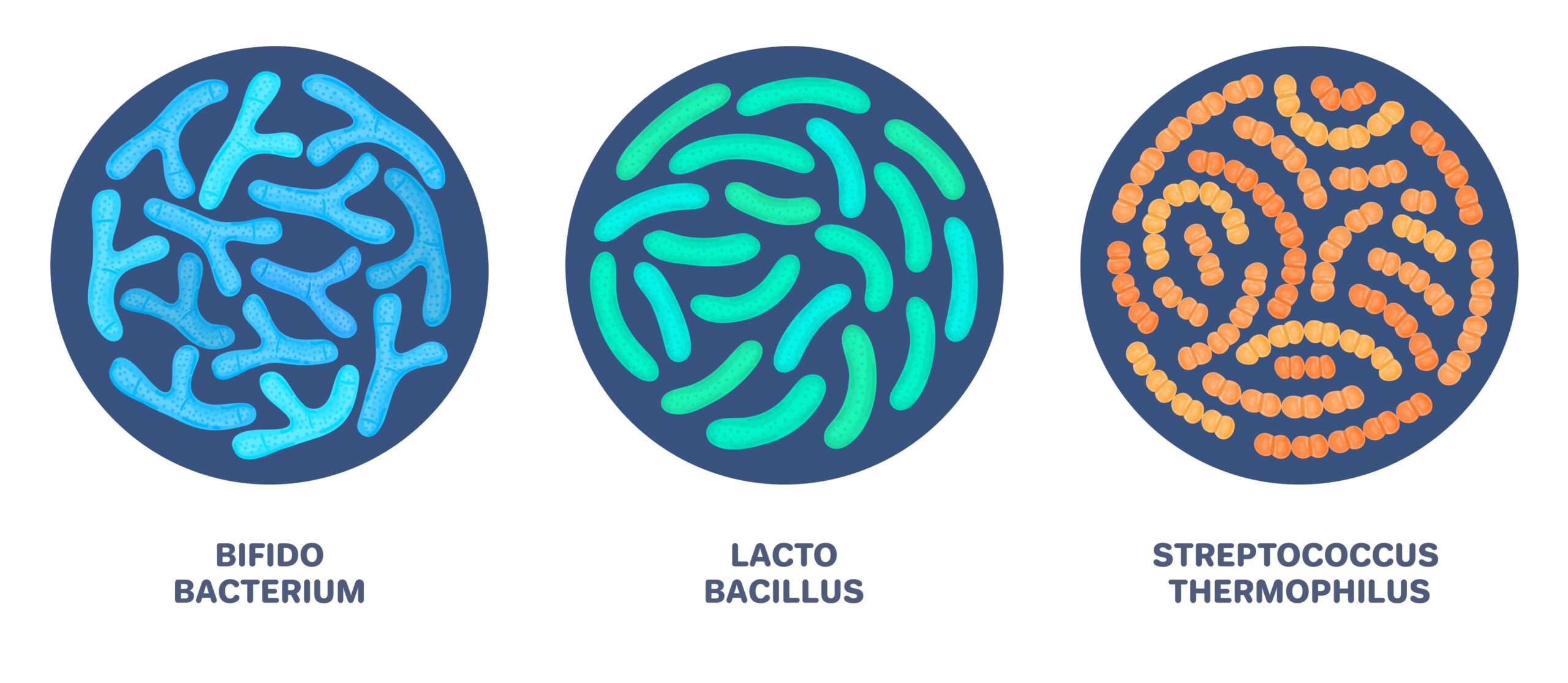 dessin de bifidobacterium, lactobacillus et streptococcus thermophilus