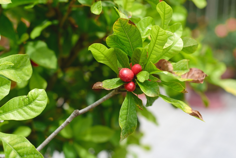 Branche d'arbre de miraculine avec ses feuilles vertes portant ces baies ovales de couleur rouge