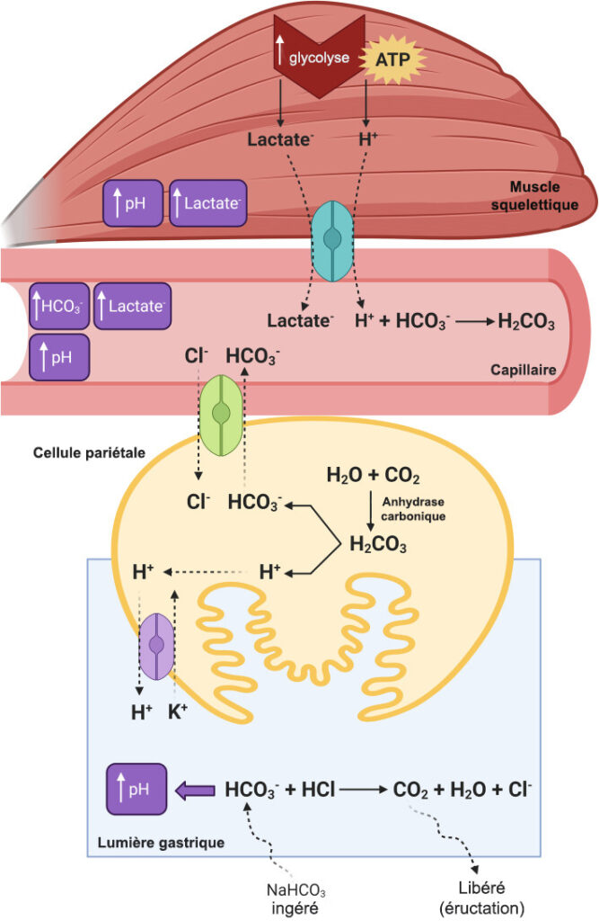 Mécanisme d'action du bicarbonate de sodium responsable de l'effet tampon au niveau du muscle.
