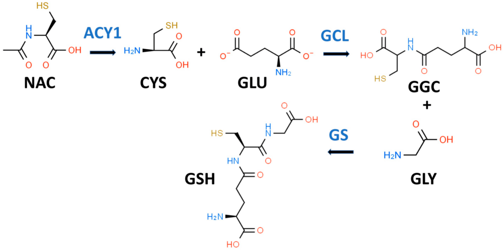 précurseur du glutathion Liposomal Glutathione Supplement main image 1