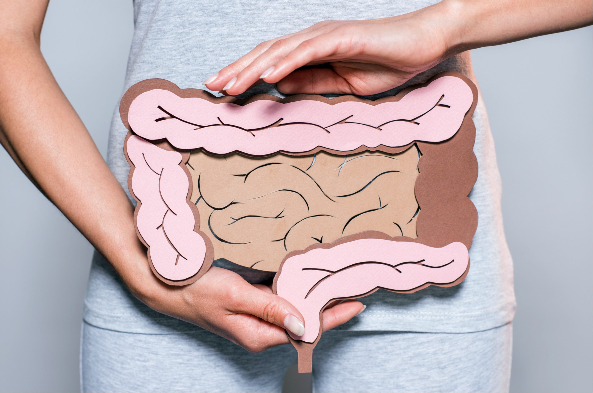 Le butyrate intestinal est produit dans le colon par fermentation