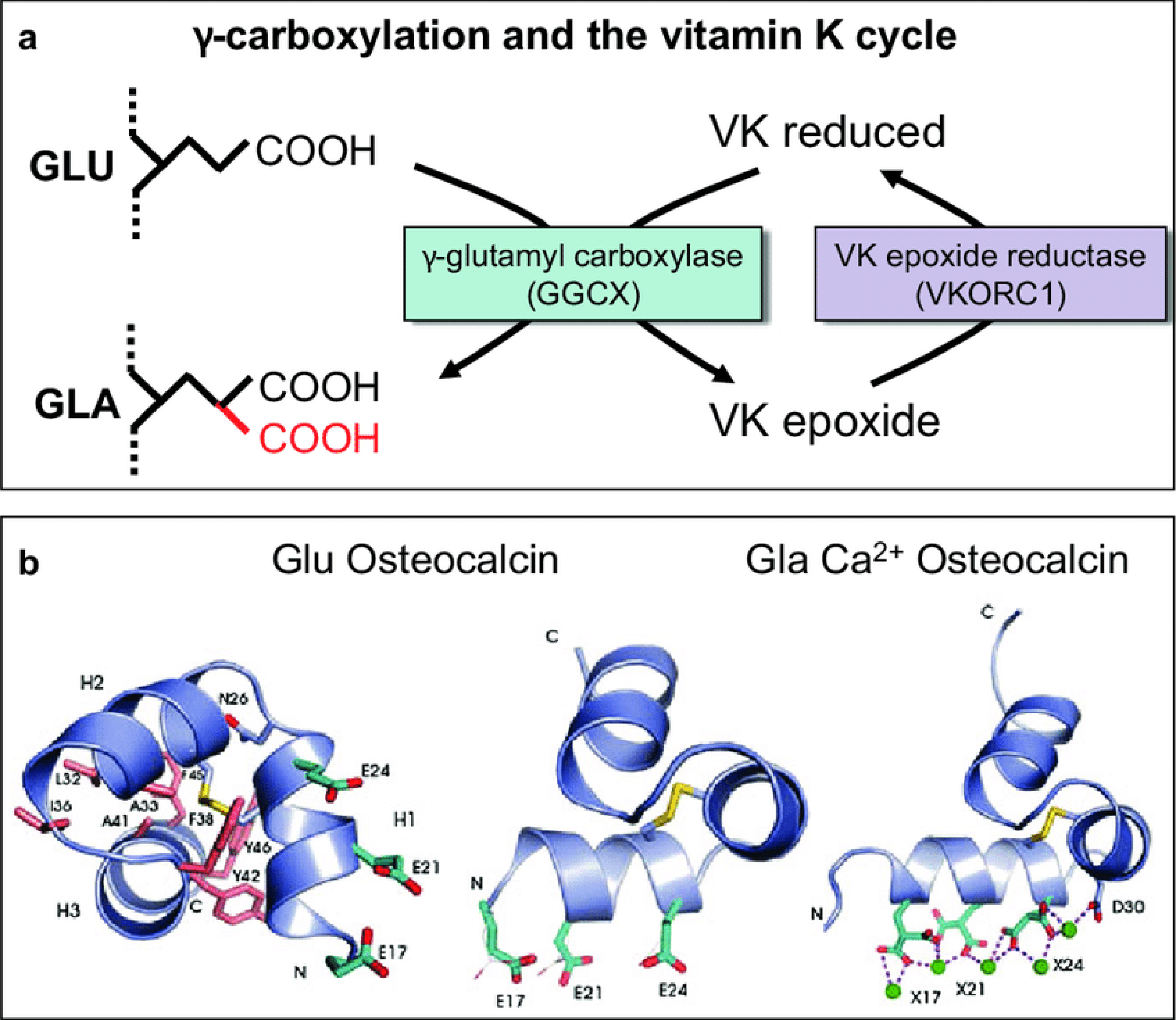La vitamine K est nécessaire à la réaction de carboxylation qui active l'ostéocalcine