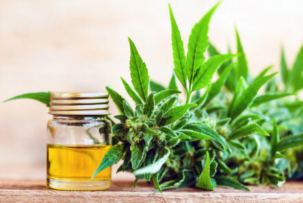 huile de CBD et feuilles de cannabis