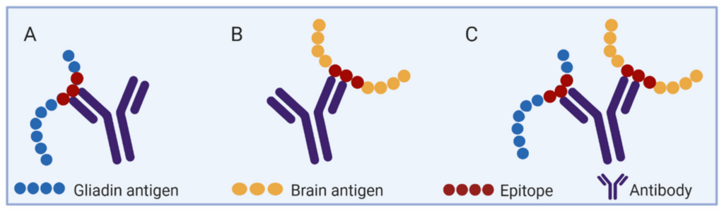 Schéma montrant que les anticorps anti-gluten ciblent le gluten et des composants du cerveau.