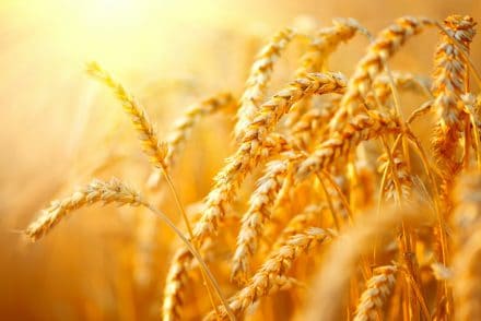 Le blé fait partie des céréales qui contiennent du gluten