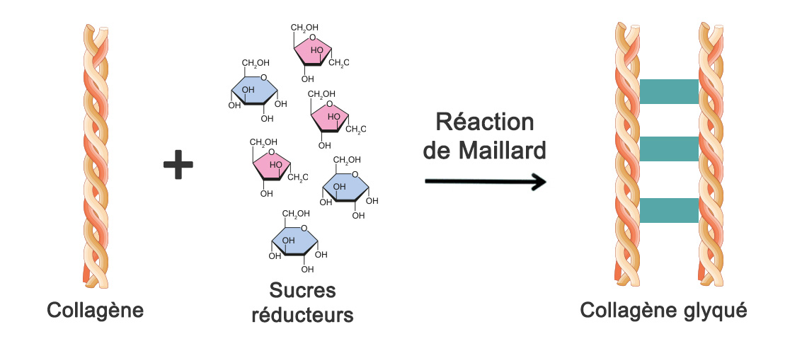 Schéma décrivant le mécanisme de glycation du collagène, conduisant à une altération de sa structure.