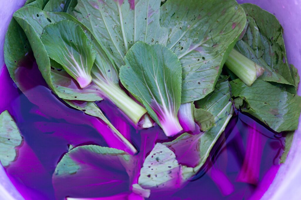 Des feuilles vertes issues d’un légume baignent dans une solution violette de permanganate de potassium pour diminuer la présence des pesticides. 
