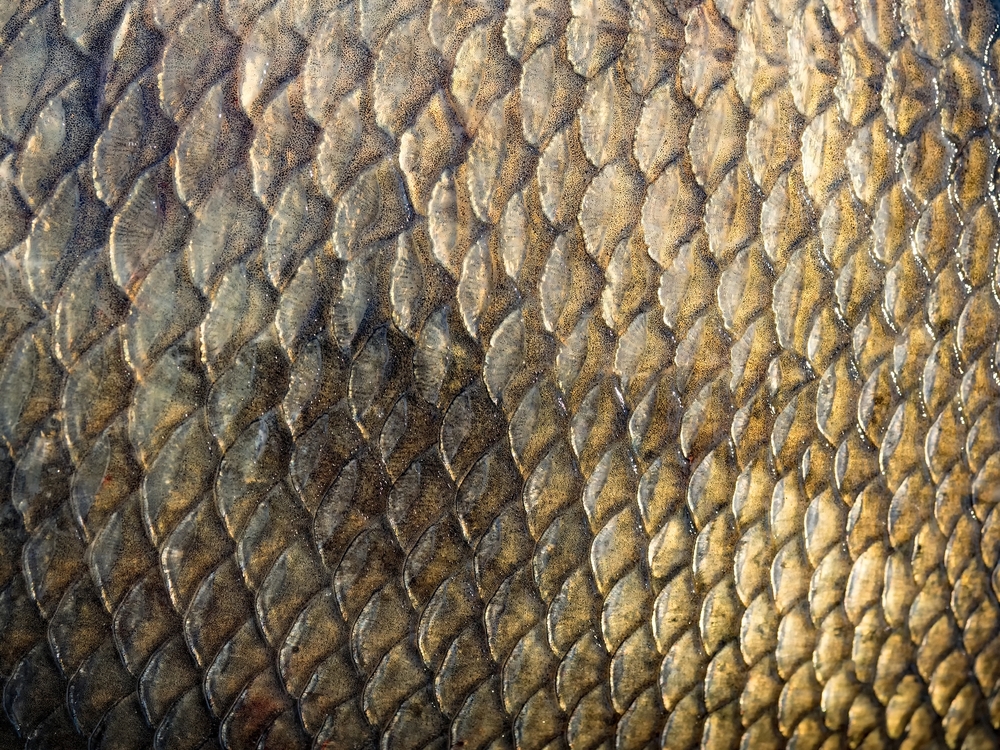 Image très proche d'une peau de poisson où l'on voit les écailles.