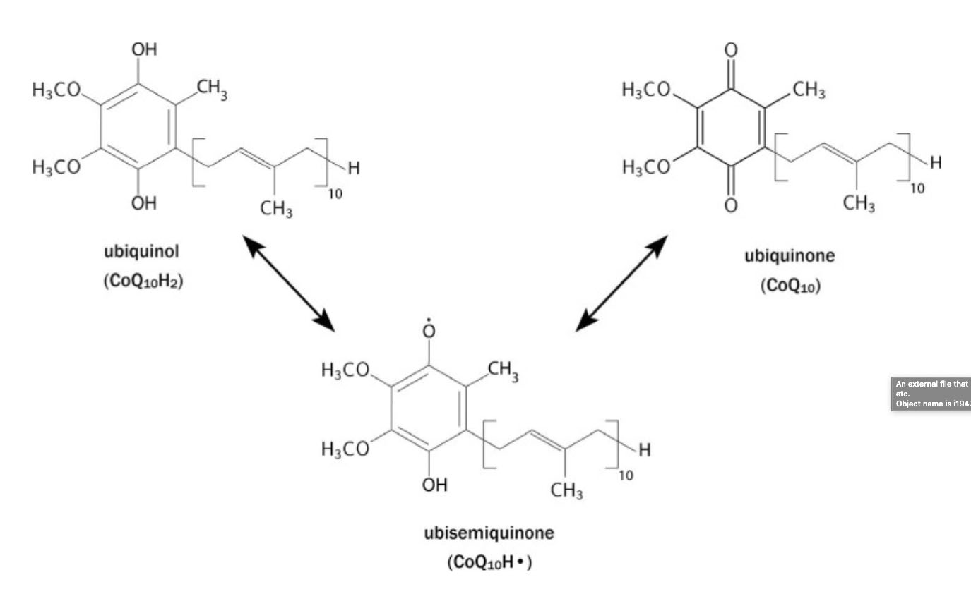 schéma montrant les trois états de la coenzyme Q10 : ubiquinone, ubiquinol et ubisemiquinone.