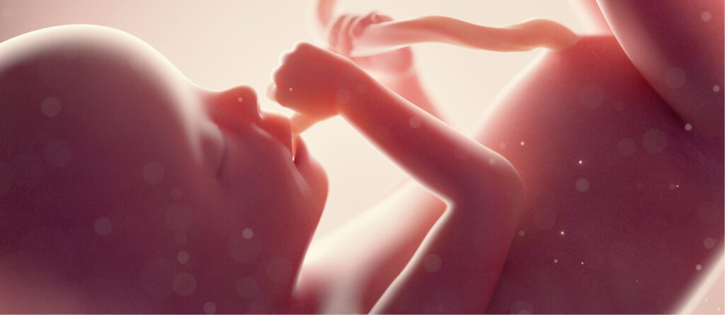 Le fœtus utilise le glucose, issu du sang maternel, pour soutenir sa croissance rapide