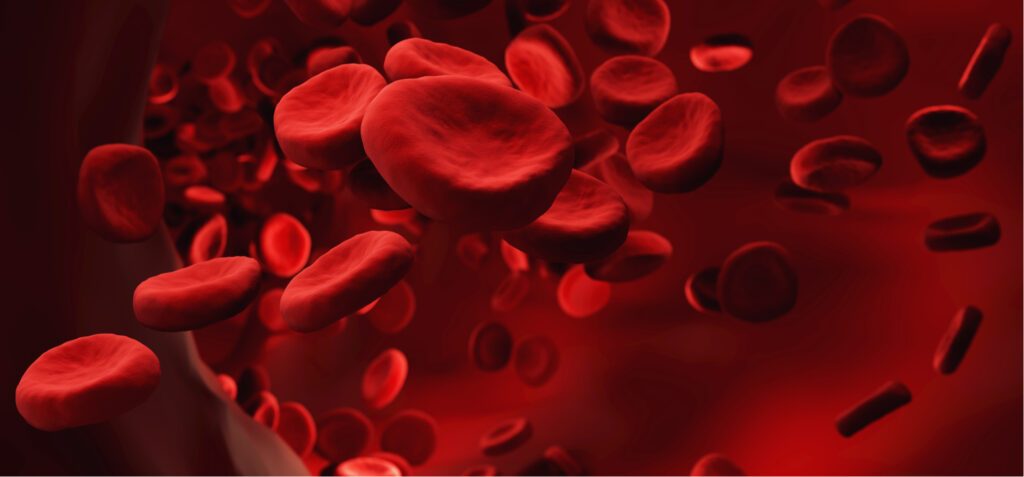 Les globules rouges sont riches en hémoglobine, une protéine qui utilise le fer pour transporter l'oxygène jusqu'aux cellules