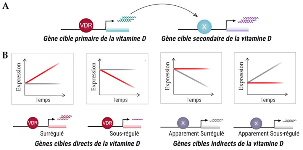 Schéma représentant l'effet de la vitamine D sur l’expression des gènes cibles primaires ou secondaires.