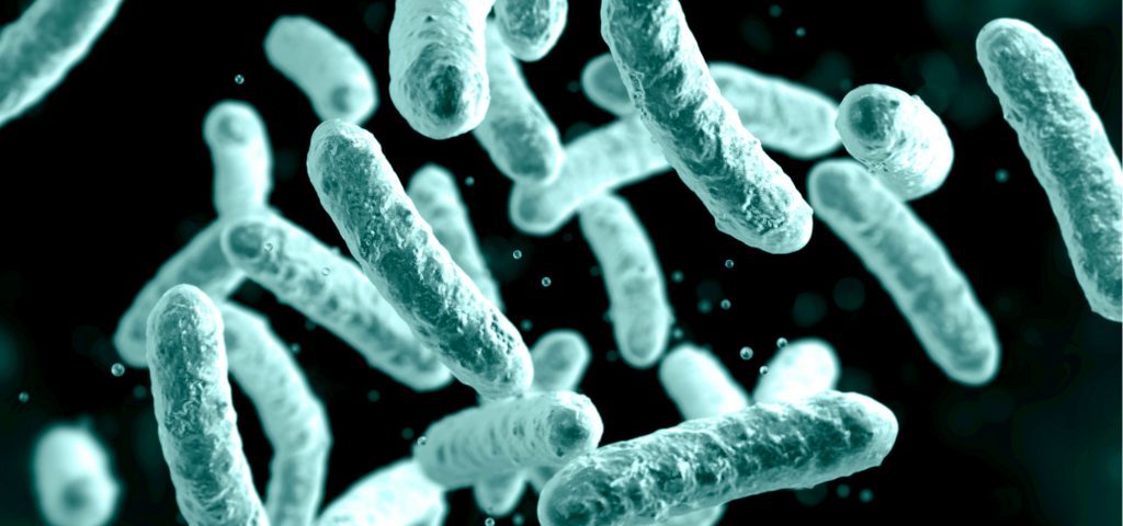 Les lactobacilles sont des bactéries intestinales sensibles au sel alimentaire