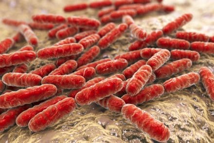 Lactobacillus reuteri est-il efficace contre Helicobacter pylori ?