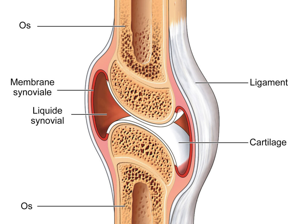 dessin d'une articulation montrant le liquide synovial et le cartilage