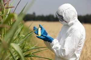 ingénieur en biotechnologie observant un épis de maïs OGM dans un champ