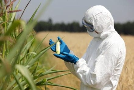 Faut-il attendre de nouvelles preuves pour éviter les OGM ?
