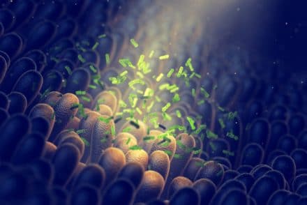 Quel rôle joue le microbiote intestinal dans la santé ?
