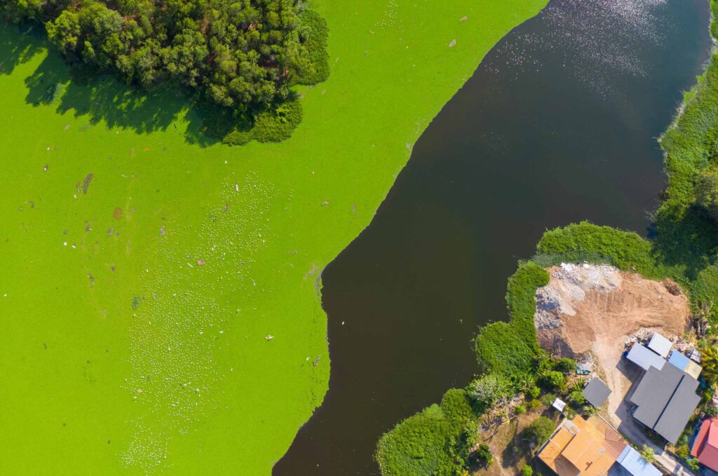photo d'un lac montrant une prolifération de cyanobactéries riches en microcystines