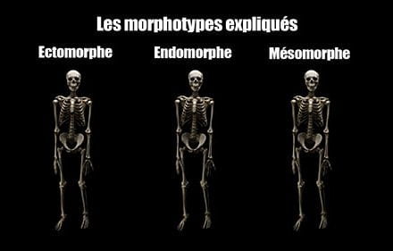 Mythe : les morphotypes en musculation