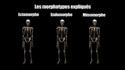 comparaison entre els différents morphotypes en musculation