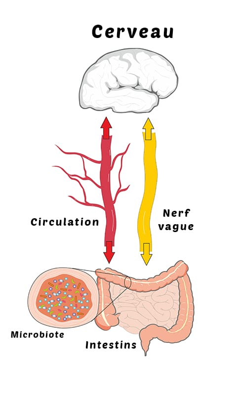 Liens entre le cerveau et les intestins via le nerf vague