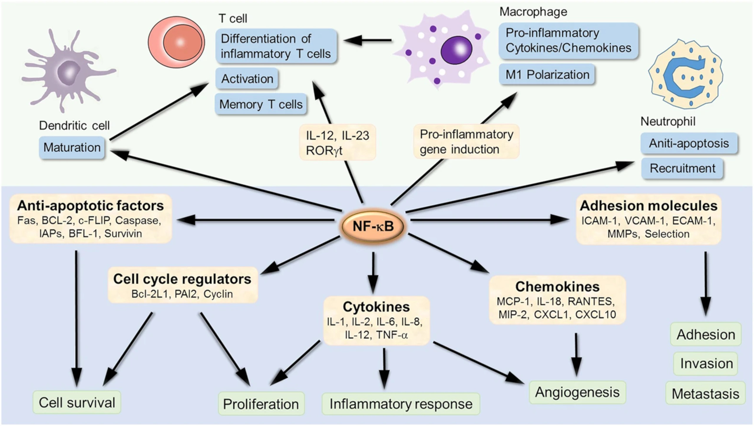 action du facteur de transcription NF-κB sur l'inflammation