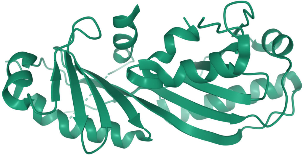 Les oncogènes, comme c-MYC, donnent naissance à des protéines qui influencent la reproduction cellulaire