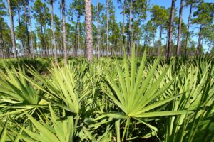 plantation de palmiers nain en Floride