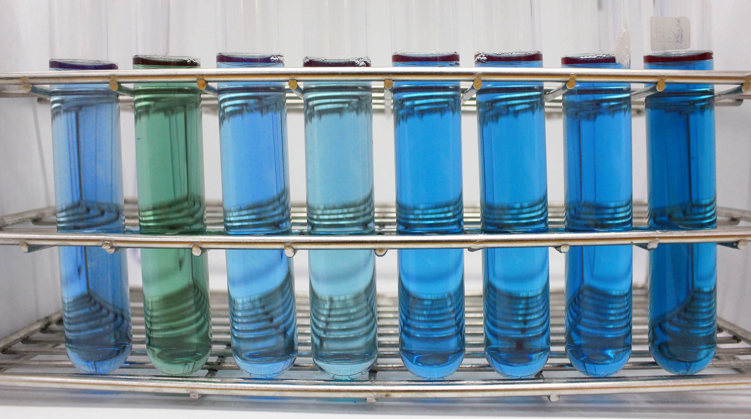 tubes à essais contenant des extraits de spiruline riches en phycocyanine