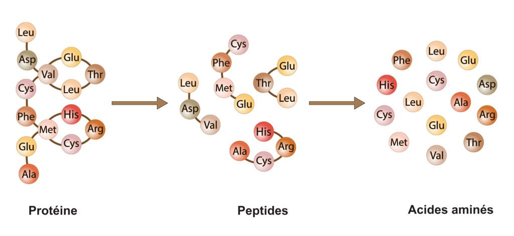 Schéma indiquant la structure d'une protéine, des peptides et acides aminés qui en dérivent.