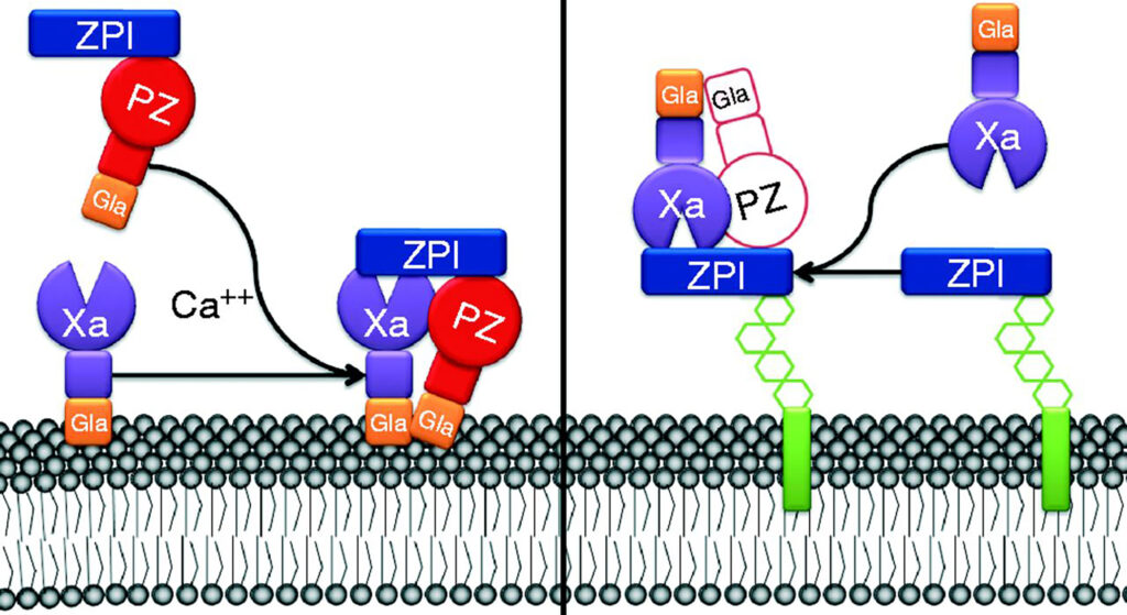 Mécanisme d'action de la protéine Z sur le facteur de coagulation X